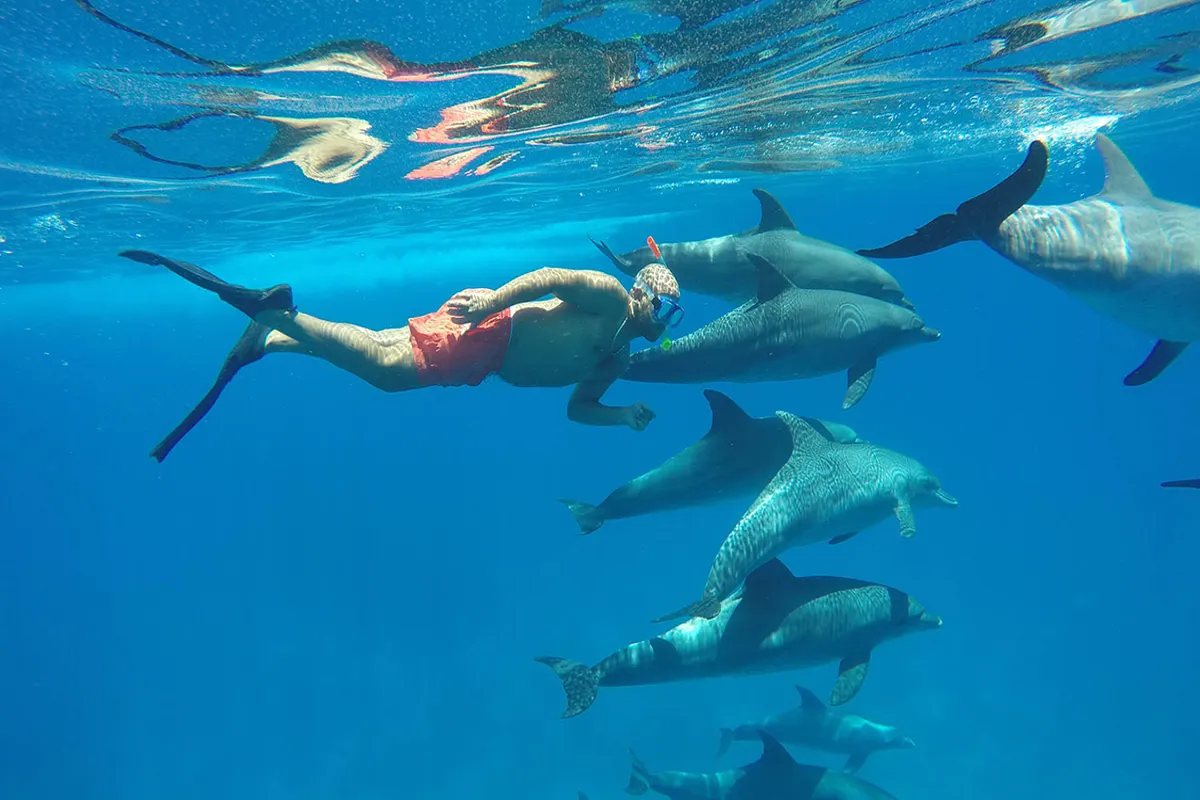 Delfin tour Hurghada – Schnorcheln mit Delfinen im Roten Meer