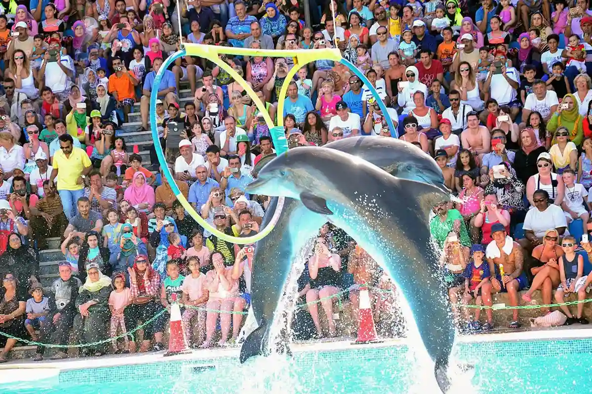 Delfinshow und Schwimmen mit Delfinen Hurghada Ägypten